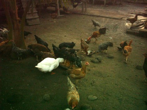 Hj Shahairil & Mazlah bte Majid (Caw Bekoh)-Penternakan Ayam Kampung